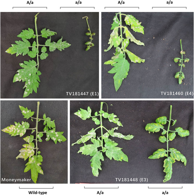 Fig. 4