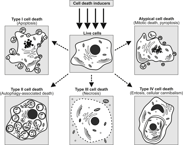 Fig. 1