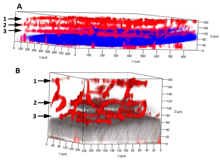 Pericyte-Endothelial Interactions in the Retinal Microvasculature - PMC