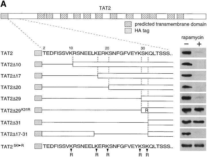 graphic file with name JCB9812081.f5a.jpg