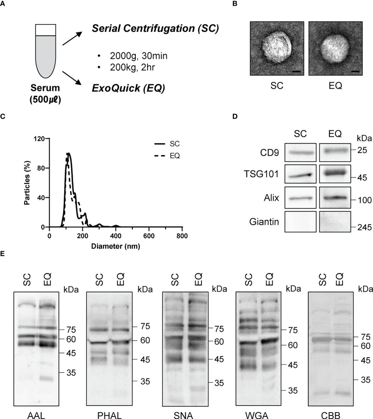 Figure 6