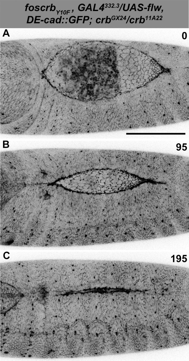 Figure 6—figure supplement 1.