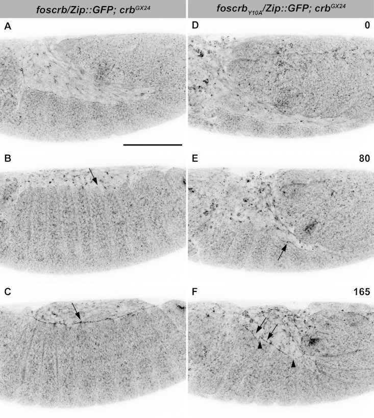 Figure 2—figure supplement 2.