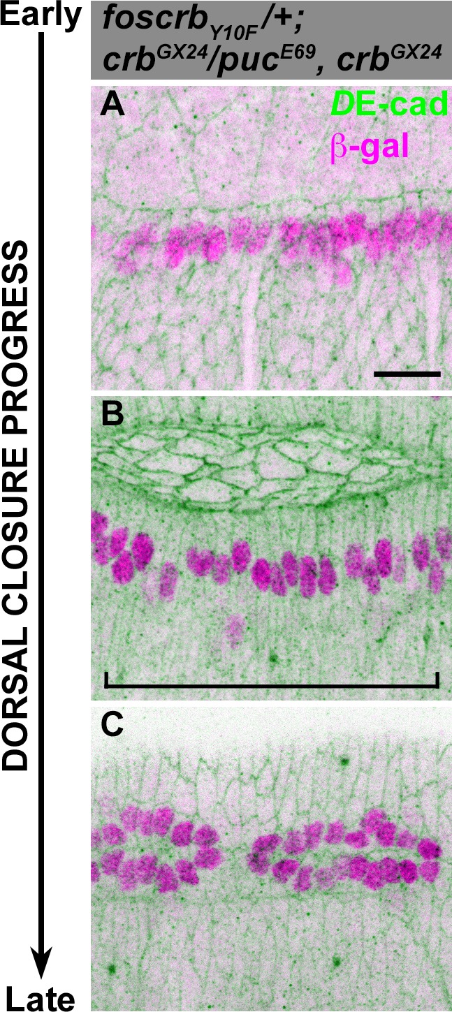 Figure 4—figure supplement 4.