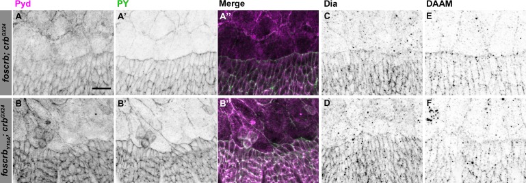 Figure 2—figure supplement 1.