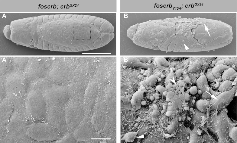 Figure 3—figure supplement 1.