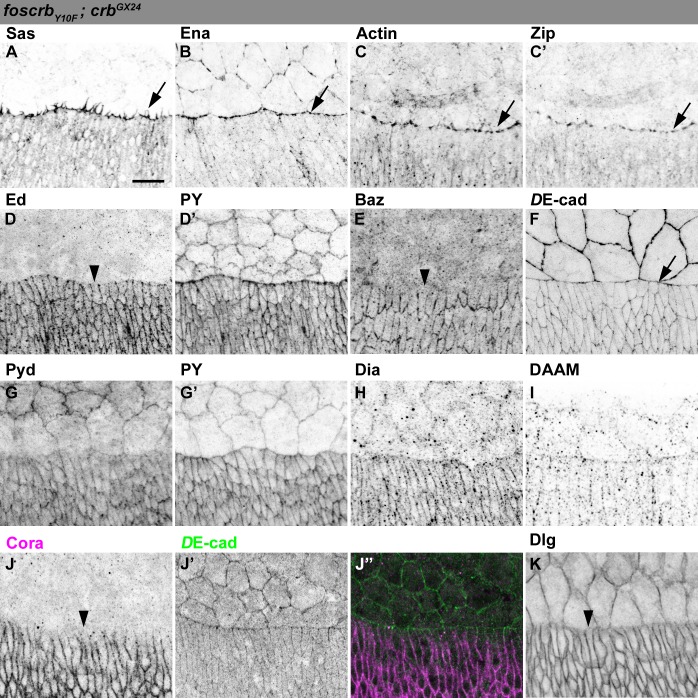 Figure 2—figure supplement 5.