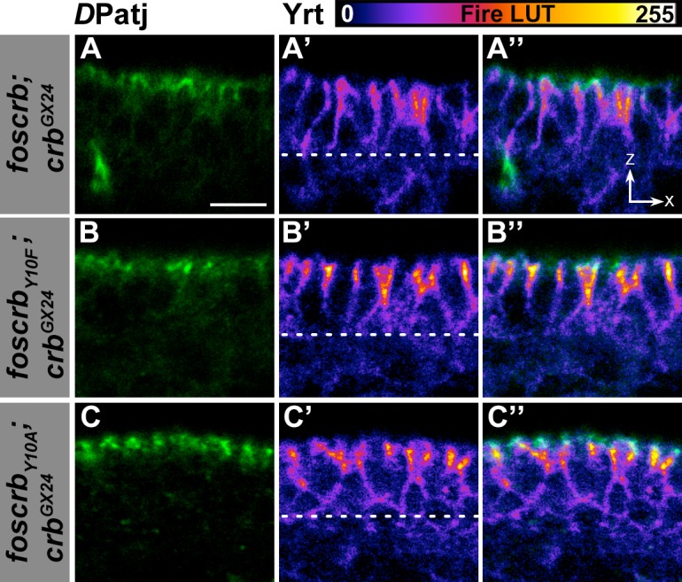 Figure 4—figure supplement 3.