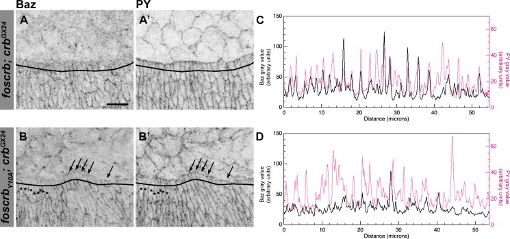 Figure 2—figure supplement 3.