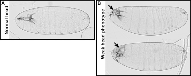 Figure 7—figure supplement 3.