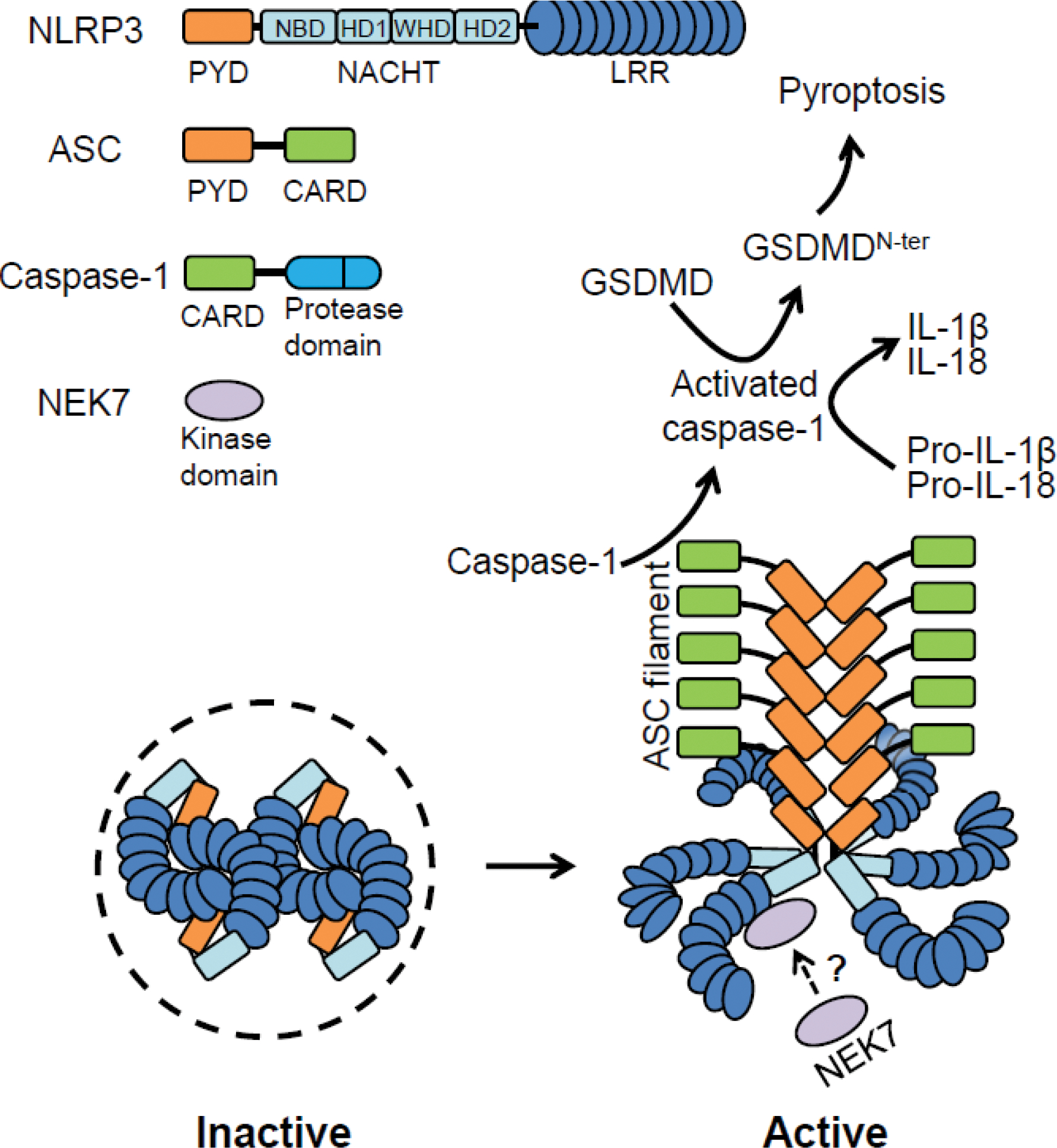 Figure 1.