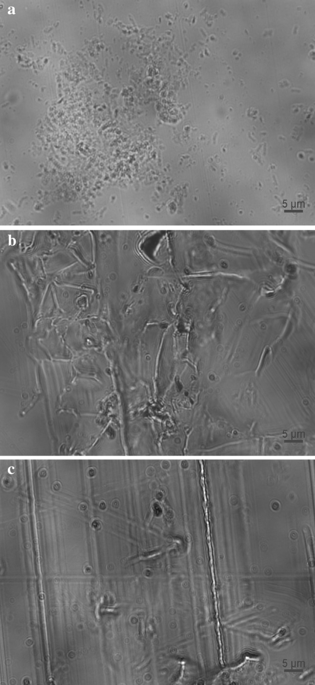Fig. 8