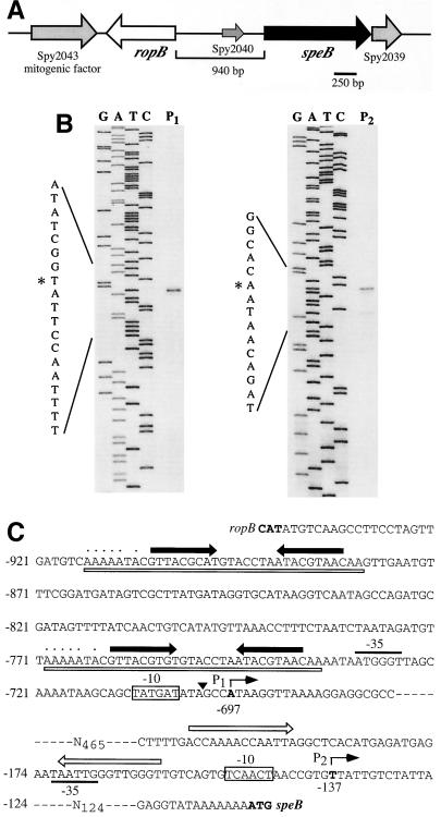 FIG. 1.