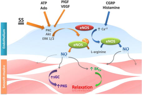 Fig. 2