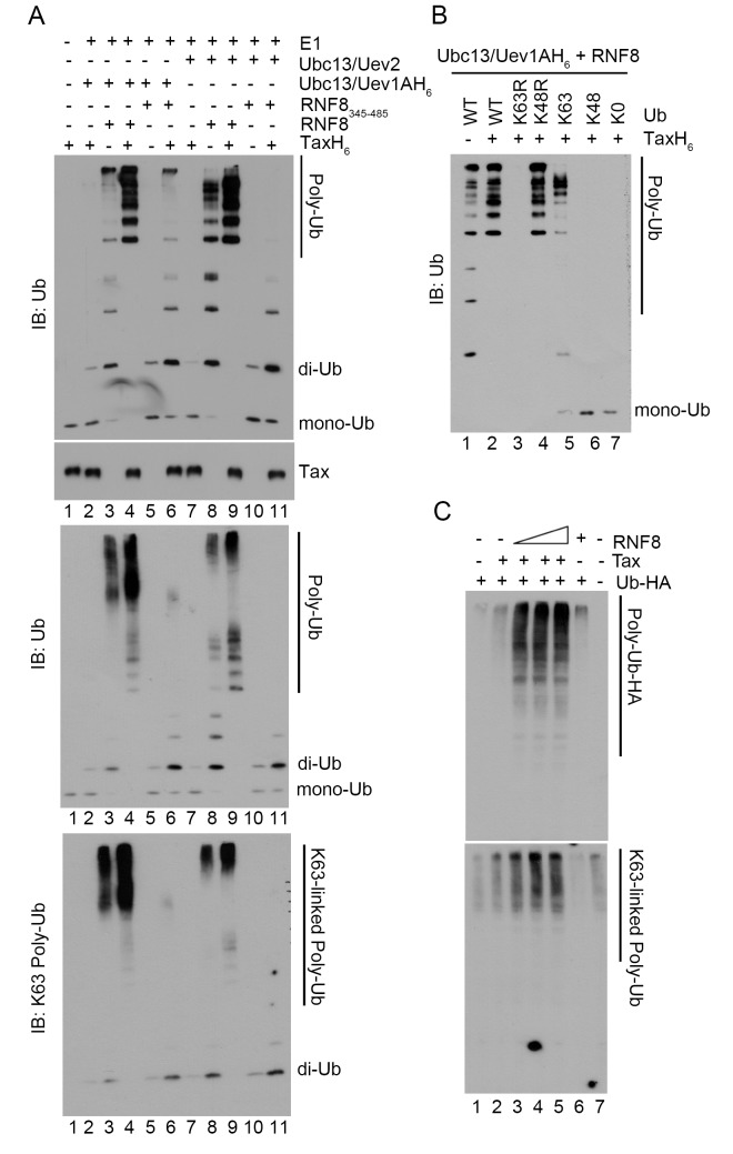 Fig 5