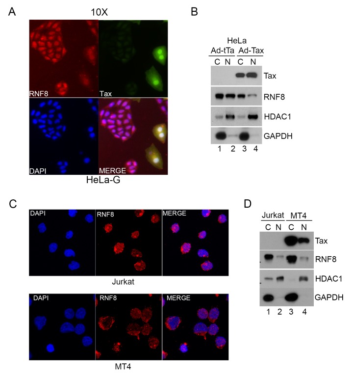 Fig 4