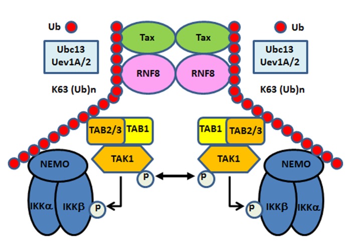 Fig 6