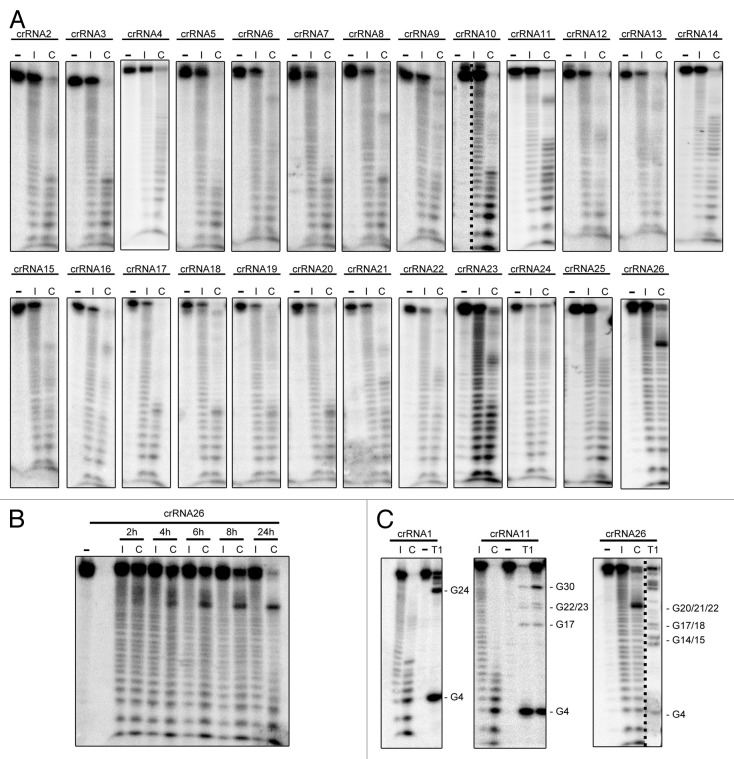 graphic file with name rna-10-700-g4.jpg