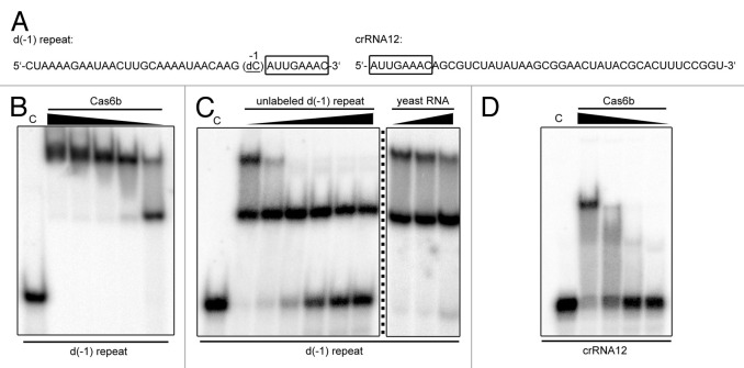 graphic file with name rna-10-700-g1.jpg