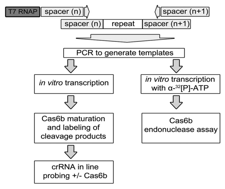 graphic file with name rna-10-700-g2.jpg