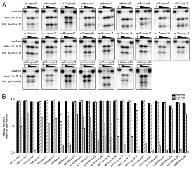 graphic file with name rna-10-700-g3.jpg