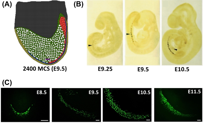 Figure 5.