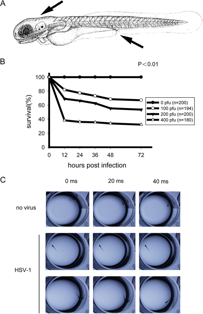 FIG 1