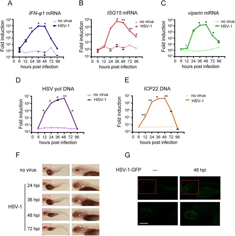 FIG 3