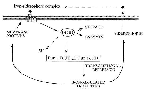 FIG. 1