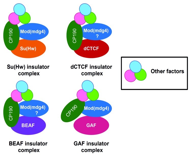 graphic file with name nucl-4-115-g3.jpg