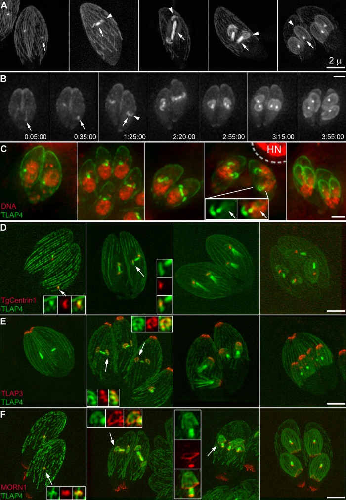 FIGURE 4: