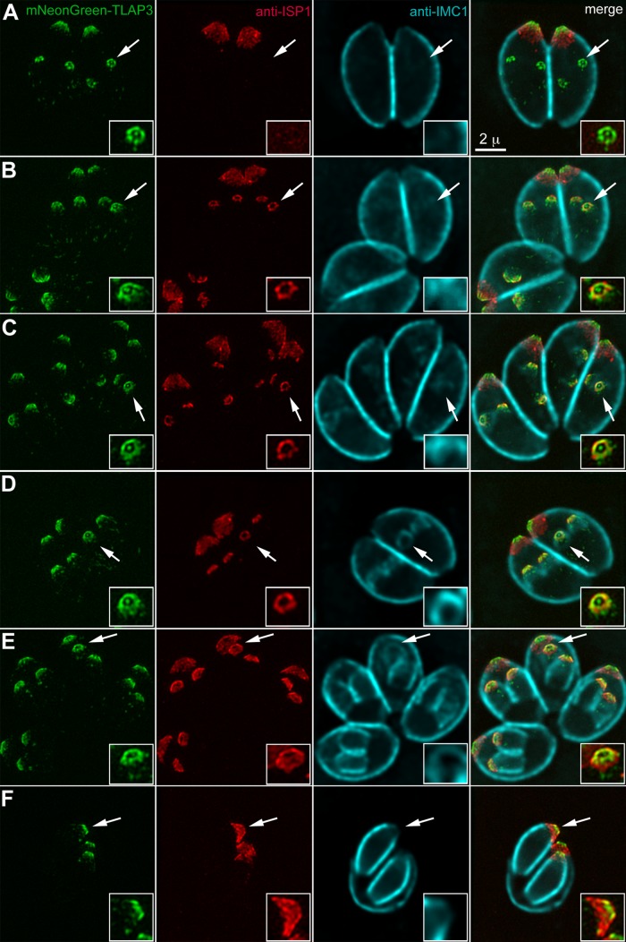 FIGURE 3: