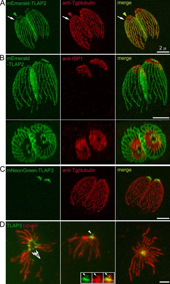 FIGURE 2: