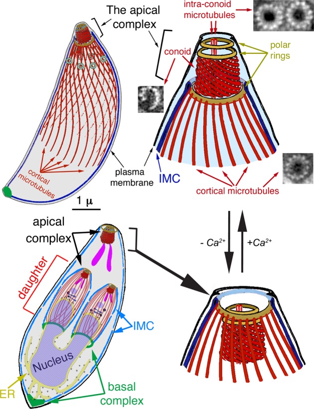 FIGURE 1: