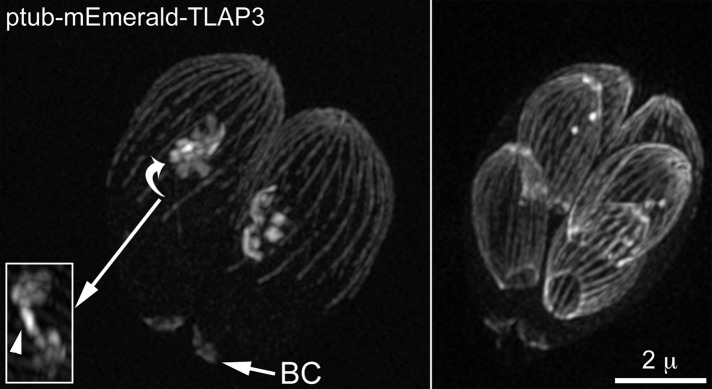 FIGURE 5: