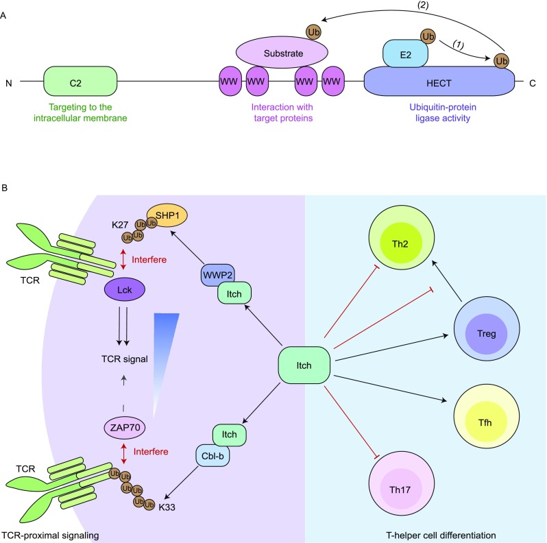 Figure 2