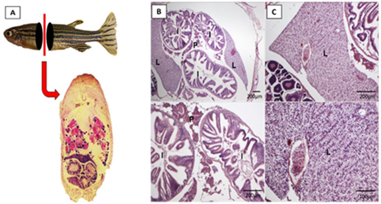 Fig 7