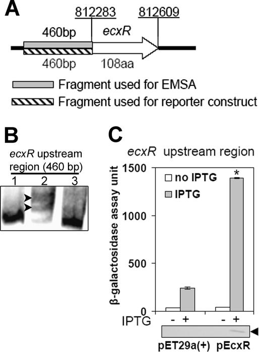 FIG. 8.