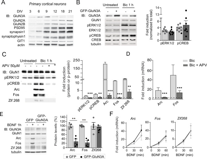 Figure 1—figure supplement 1.