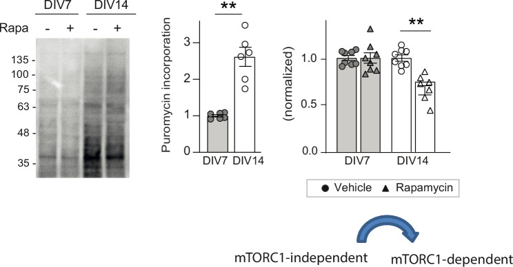 Figure 6—figure supplement 2.