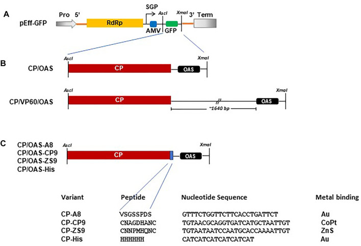 FIGURE 1