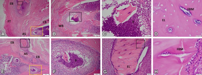 Fig. 4A–H