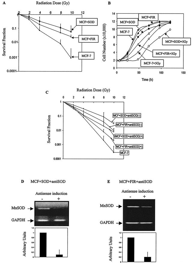 FIG.1.