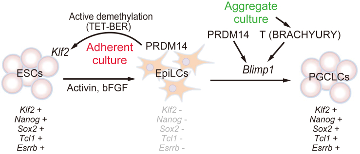 Figure 7