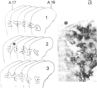 graphic file with name pnas00289-0422-b.jpg