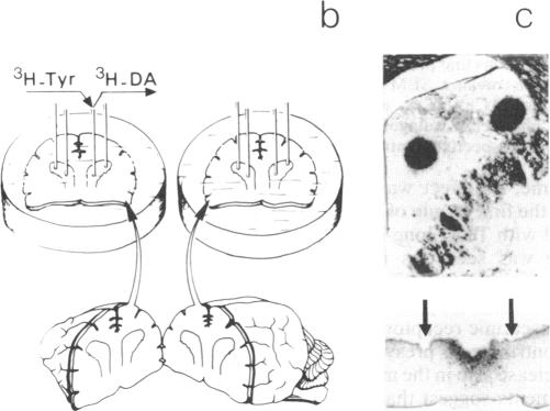 graphic file with name pnas00289-0422-a.jpg