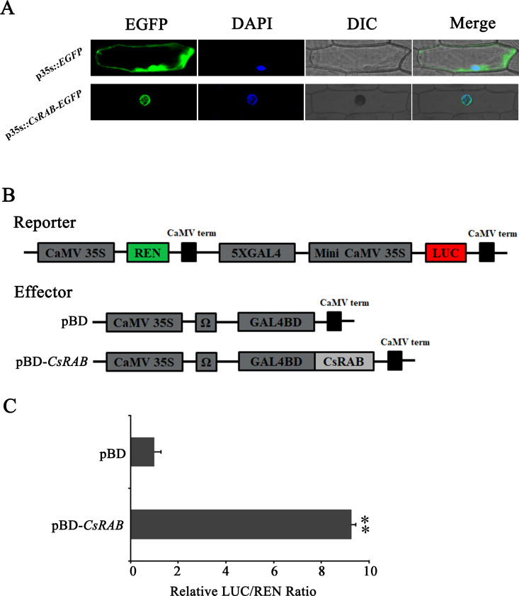 Figure 5