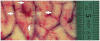 Fig. 12