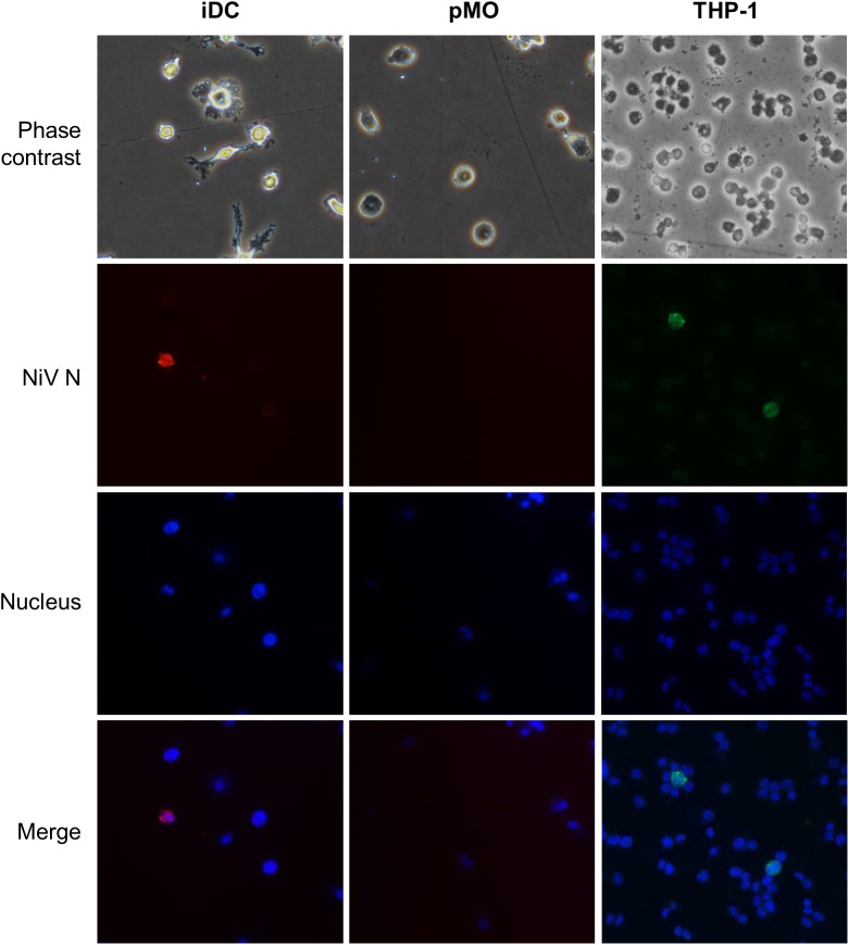 FIGURE 3