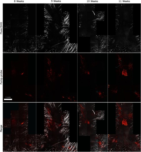 Fig. 3